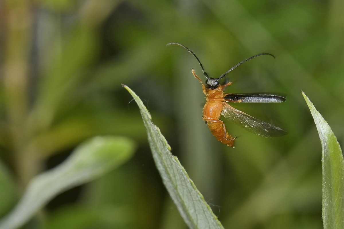 Oberea oculata? S.